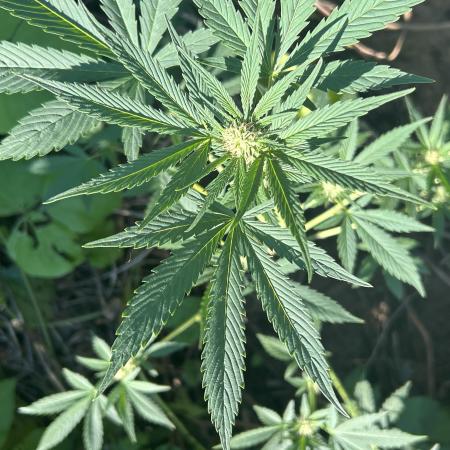 BARNEYS FARM - “LSD”
