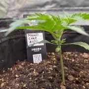 Fast Buds - Pound Cake Auto