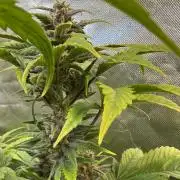 Fast Buds - Tropicana cookies Auto