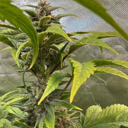 Fast Buds - Tropicana cookies Auto