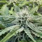 Fast Buds - Pound Cake Auto