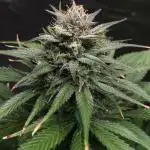 Strawberry Gorilla auto - Fast Buds
