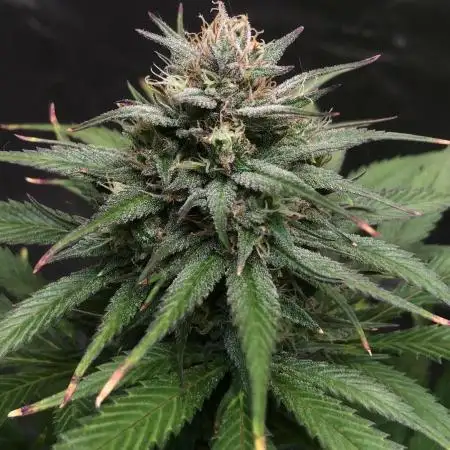 Strawberry Gorilla auto - Fast Buds
