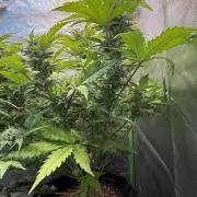 Fast Buds - Pound Cake Auto