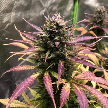 Strawberry Gorilla auto - Fast Buds