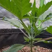 Fast Buds - Pound Cake Auto