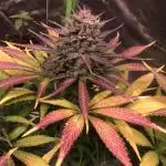 Strawberry Gorilla auto - Fast Buds