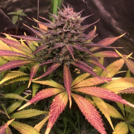 Strawberry Gorilla auto - Fast Buds