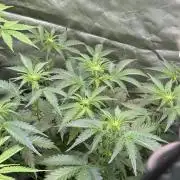 Fast Buds - Pound Cake Auto