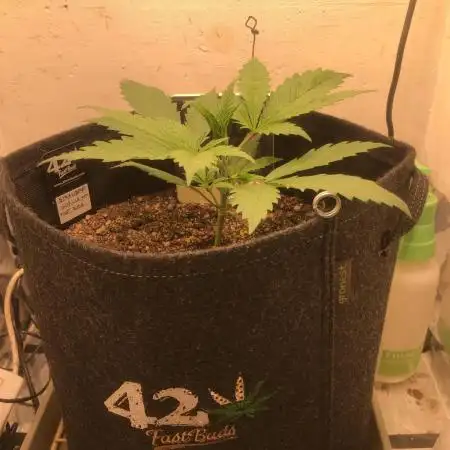 Strawberry Gorilla auto - Fast Buds