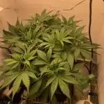 Strawberry Gorilla auto - Fast Buds