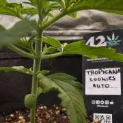 Fast Buds - Tropicana cookies Auto