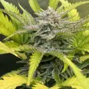 Fast Buds - Pound Cake Auto
