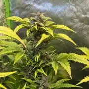 Fast Buds - Tropicana cookies Auto