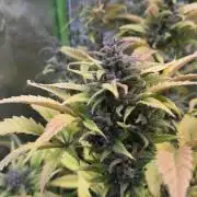 Fast Buds - Tropicana cookies Auto
