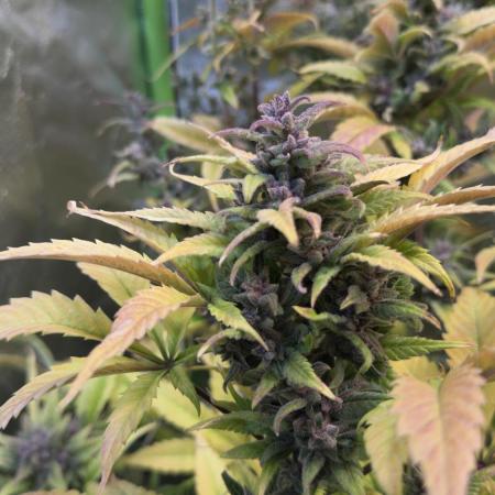 Fast Buds - Tropicana cookies Auto