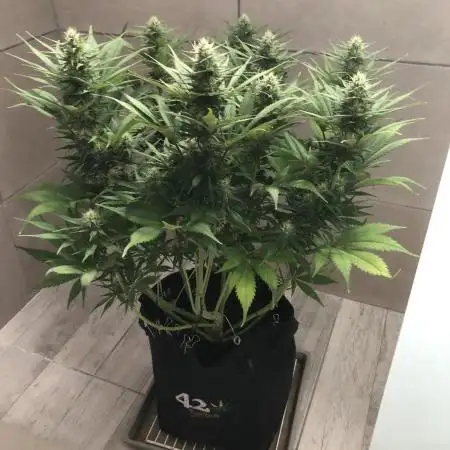 Strawberry Gorilla auto - Fast Buds