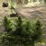 Strawberry Gorilla auto - Fast Buds