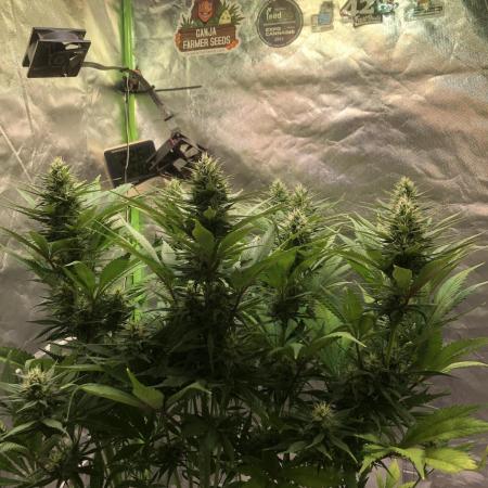 Strawberry Gorilla auto - Fast Buds