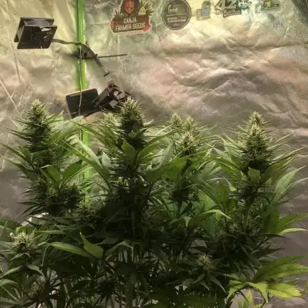 Strawberry Gorilla auto - Fast Buds