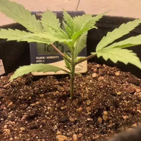 Strawberry Gorilla auto - Fast Buds
