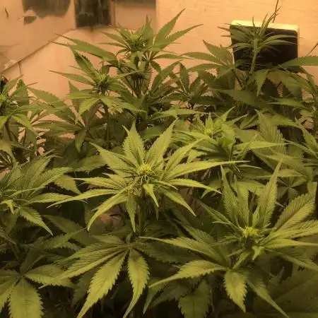 Strawberry Gorilla auto - Fast Buds