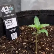 Fast Buds - Pound Cake Auto