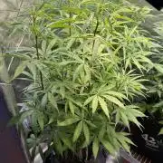 CBD AUTO 20:1