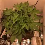 Strawberry Gorilla auto - Fast Buds