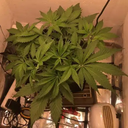 Strawberry Gorilla auto - Fast Buds