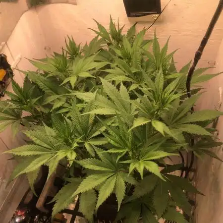 Strawberry Gorilla auto - Fast Buds