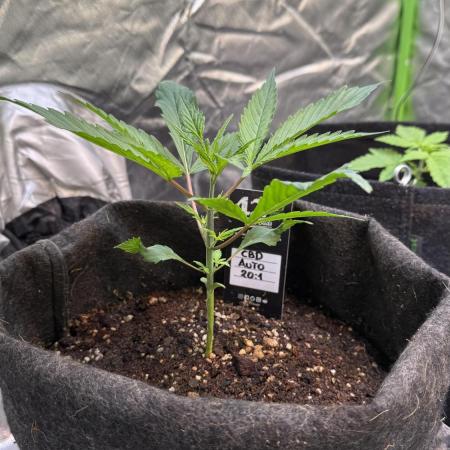 CBD AUTO 20:1