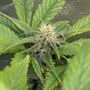 Fast Buds - Tropicana cookies Auto