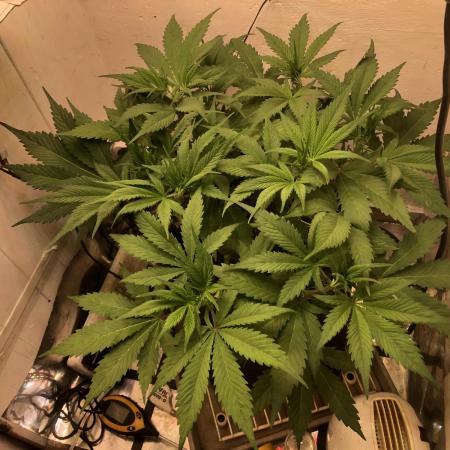 Strawberry Gorilla auto - Fast Buds