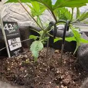 CBD AUTO 20:1