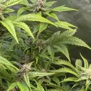 Fast Buds - Tropicana cookies Auto