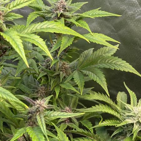 Fast Buds - Tropicana cookies Auto