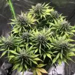 Strawberry Gorilla auto - Fast Buds