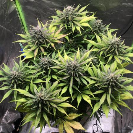 Strawberry Gorilla auto - Fast Buds