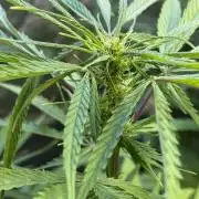 CBD AUTO 20:1