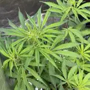 CBD AUTO 20:1