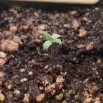 Strawberry Gorilla auto - Fast Buds