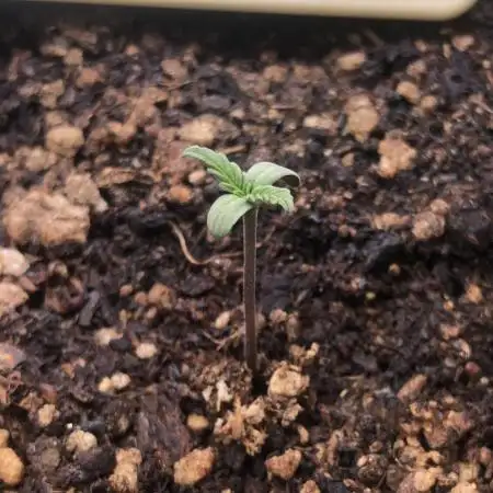 Strawberry Gorilla auto - Fast Buds
