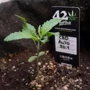 CBD AUTO 20:1