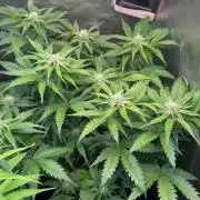 Fast Buds - Pound Cake Auto