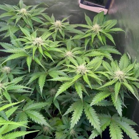 Fast Buds - Pound Cake Auto