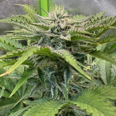Fast Buds - Pound Cake Auto