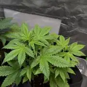 Fast Buds - Tropicana cookies Auto