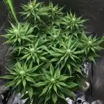 Strawberry Gorilla auto - Fast Buds