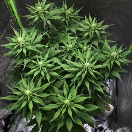 Strawberry Gorilla auto - Fast Buds